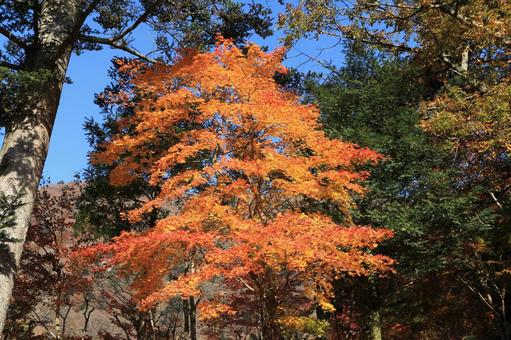 Photo, otoño, naturalmente, paisaje, 