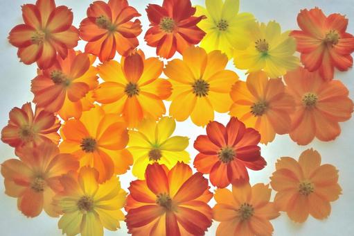 花 透過の写真素材 写真素材なら 写真ac 無料 フリー ダウンロードok