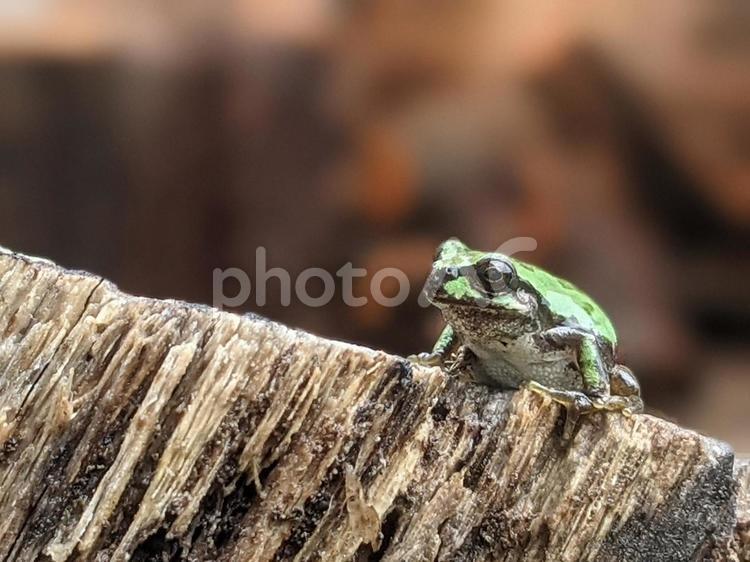 カエルが一匹、リアルなみどりのかえる アマガエル,小さいカエル,カエルの写真素材