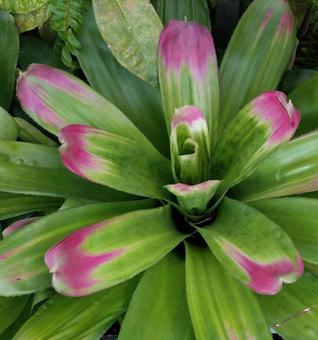 ネオレゲリア ネオレゲリアの写真