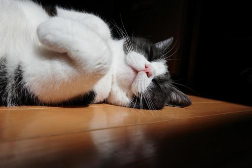 横になる猫 横になる猫 猫,足長マンチカン,横になる.横たわるの写真素材