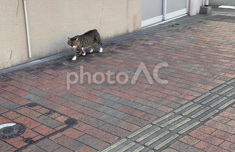 商店街の野良猫 北九州,福岡県,駅の写真素材