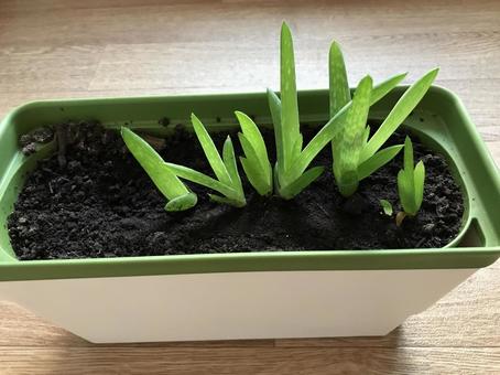 アロエの赤ちゃん アロエの赤ちゃんの写真