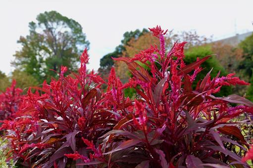 大船フラワーセンターのケイトウ ケイトウ,大船フラワーセンター,鎌倉の写真素材