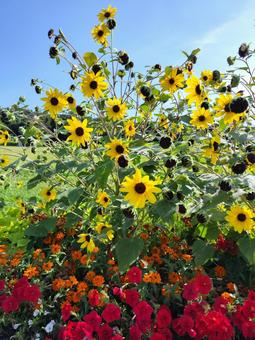 ひまわり ～ペチュニア、百日草と 向日葵,ヒマワリ,青空の写真素材
