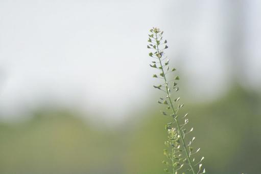 ぺんぺん草 ぺんぺん草の写真