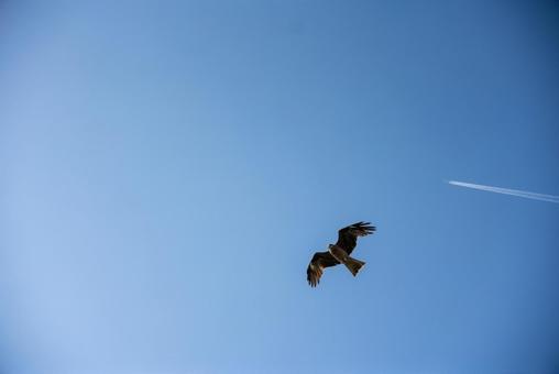 鳶と飛行機雲 鳶と飛行機雲 鳶,飛行機雲,トンビの写真素材