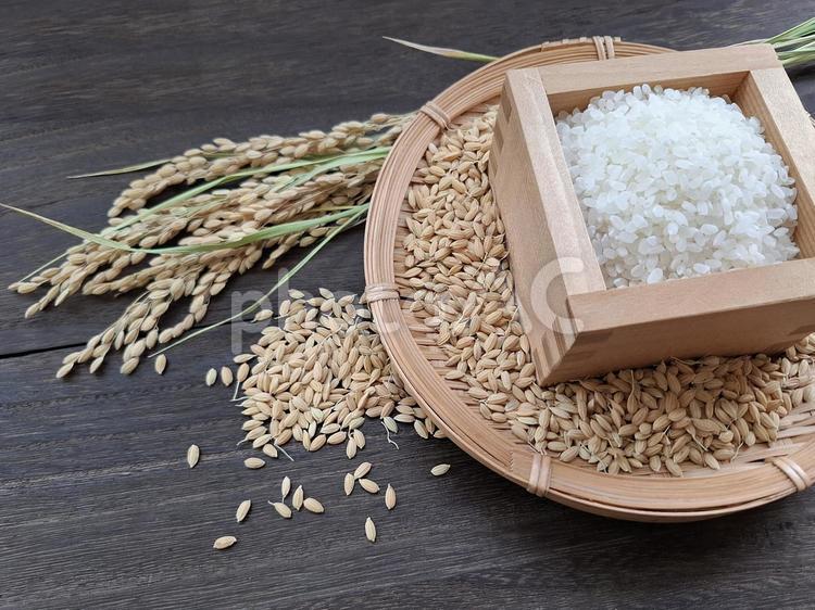 稲穂と籾と白米_焦茶木目バック_4 秋,秋の味覚,米の写真素材