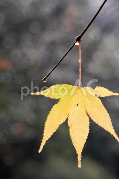 雨の日の色づいた秋のもみじ 紅葉,秋,モミジの写真素材