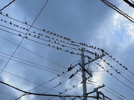 電線に並ぶ鳥 電線に並ぶ鳥 電線,鳥,整列の写真素材