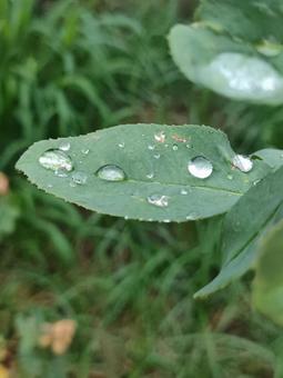 水滴と葉っぱ 水滴と葉っぱの写真