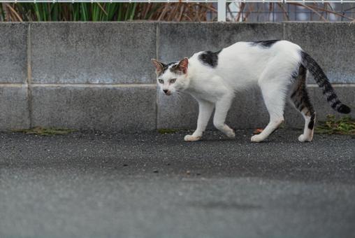 こちらを気にしながら歩く牛柄猫 こちらを気にしながら歩く牛柄猫 牛柄猫,cawcat,ハチワレ猫の写真素材