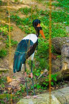 サドルビルドコウノトリ サドルビルドコウノトリ サドルビルドコウノトリ,鳥,動物の写真素材