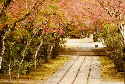 紅葉したもみじのトンネル 紅葉したもみじのトンネル もみじ,紅葉,もみじのトンネルの写真素材