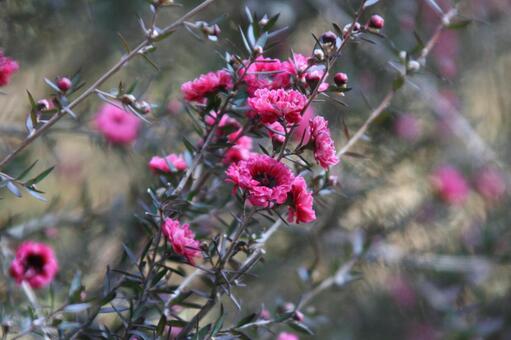 ギョリュウバイ・御柳梅　咲く風景 ギョリュウバイ,花木,鮮やかの写真素材