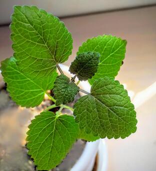 れバーム ハーブ,フード,ミントの写真素材