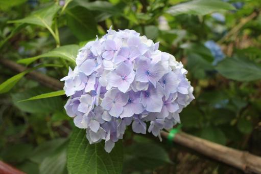 Hydrangea 60, JPG