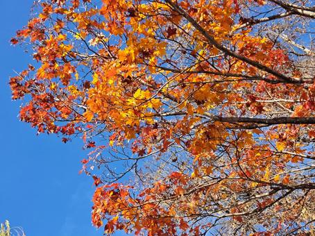 紅葉5 自然,風景,癒しの写真素材