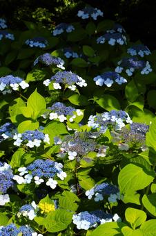 ガクアジサイ4(横浜市内にて)の写真