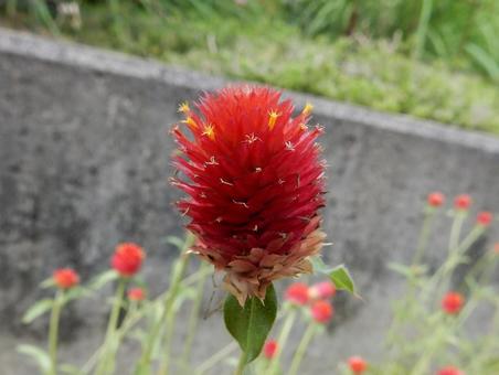 Photo, thousands of red, sennichiko, red, 