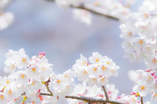 Photo, cherry blossoms, the season, spring, 