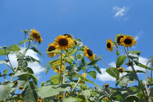 Sunflower field and midsummer sky B, JPG Sunflower field and midsummer sky B, sky, sunflower, cloud, JPG