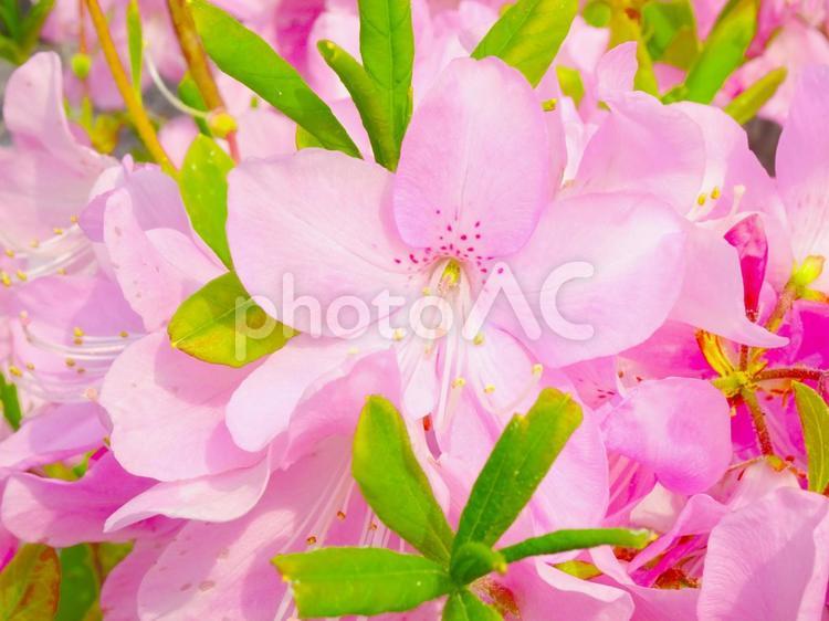 薄いピンク色のつつじの花のアップ つつじ,ピンク,花の写真素材