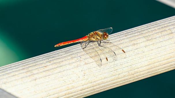 赤トンボ 赤トンボ,昆虫,蜻蛉の写真素材