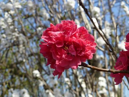 公園の園内に咲く真っ赤なハナモモの花 公園の園内に咲く真っ赤なハナモモの花の写真