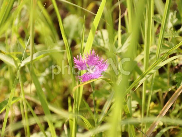 野原に咲く一輪のナデシコの花 ナデシコ,花,花びらの写真素材