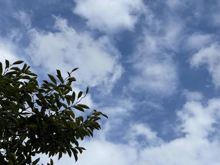 神田川9月：秋の緑樹のシルエット 晴れ,空,雲の写真素材