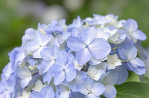 Hydrangea, JPG