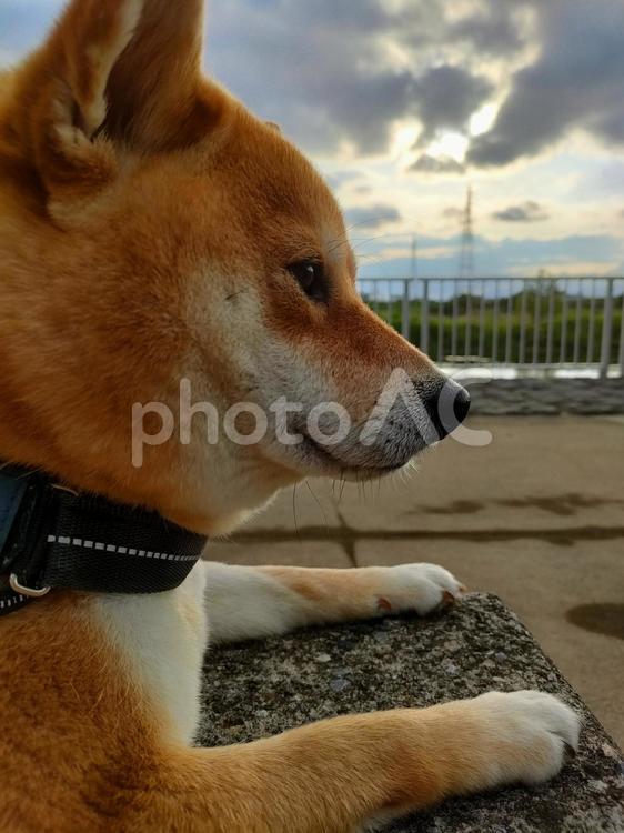 何だか真剣な顔の柴犬くるみです！ 犬,柴犬,shibainuの写真素材