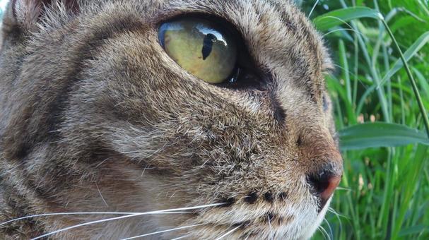 もふもふな猫様の可愛い横顔 魚眼風 もふもふな猫様の可愛い横顔 魚眼風の写真