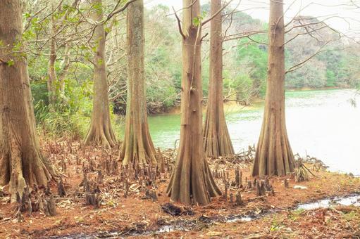 Bald cypress wetlands, JPG