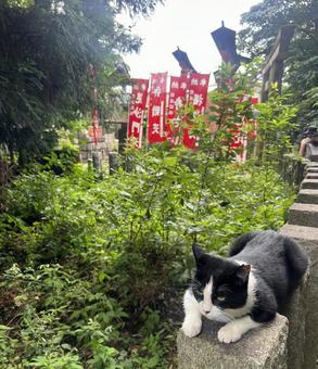 ねこ 猫,ねこ,動物の写真素材