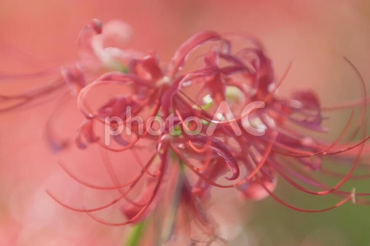 秩父巾着田に咲く曼珠沙華の花 曼珠沙華,彼岸花,ヒガンバナの写真素材