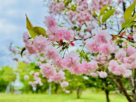 桜の木 桜の木 いずみの森来運公園,パワースポット,アイヌの写真素材