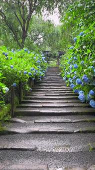 鎌倉・明月院・紫陽花 鎌倉・明月院・紫陽花の写真