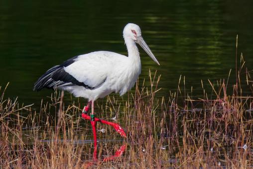 池のほとりにいるコウノトリ コウノトリ,鸛,幸せを運ぶ鳥の写真素材