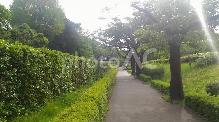 新緑の並木道 新緑,並木道,初夏の写真素材