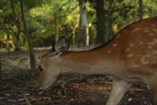 奈良県春日大社 原生林の野生の鹿 奈良県春日大社 原生林の野生の鹿の写真