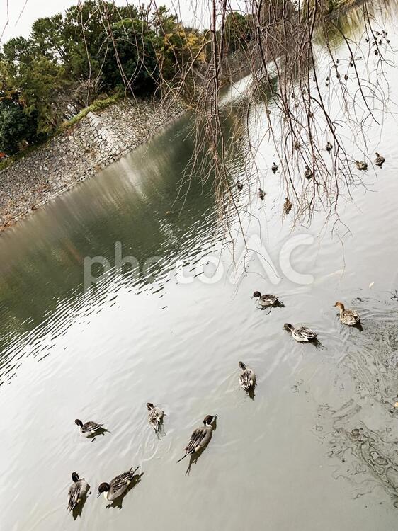 かも　池　鴨　鳥 かも,池,鴨の写真素材
