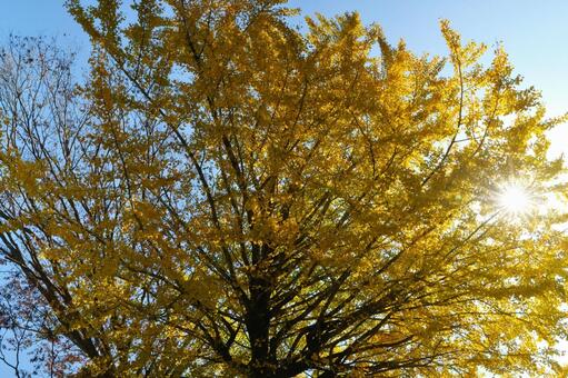 宮崎県小林市　すきむらんどのイチョウ 小林市,宮崎県,須木の写真素材