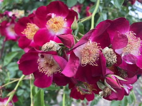 Purple Rose, JPG Purple Rose, JPG