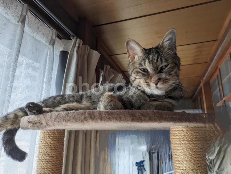 ねこ　猫　キジトラ猫　ペット　娘 ねこ,ネコ,動物の写真素材