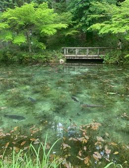 モネの池 モネの池 モネの池,岐阜県,青の写真素材