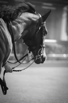 集中 馬,競馬,川崎競馬場の写真素材