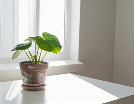 テーブルの上に置かれた鉢植え 2 テーブルの上に置かれた鉢植え 2の写真