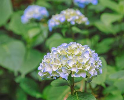 アジサイの小径　アジサイの花1ー78の写真